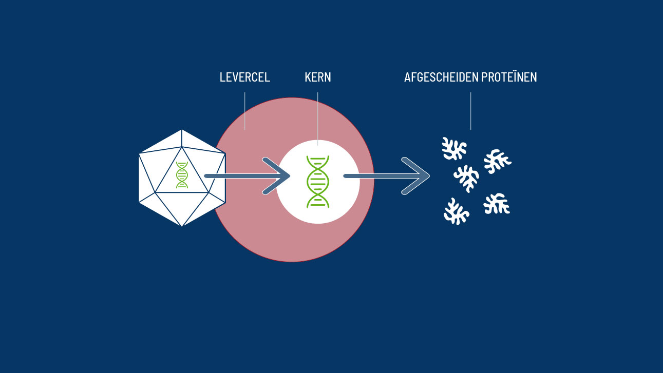 Levercel met kern.